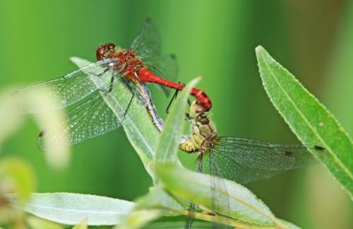 Sympetrum sanguineum